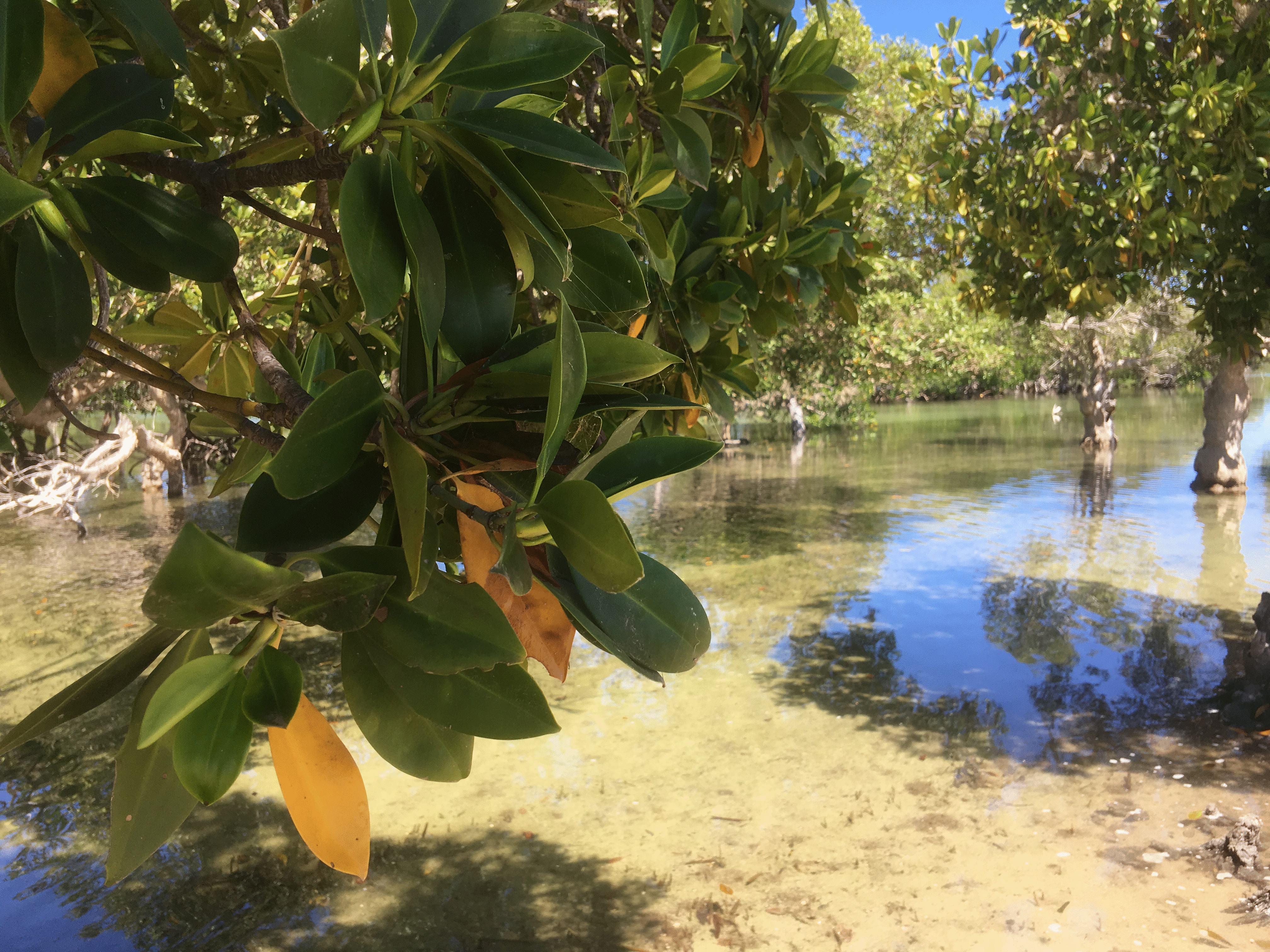 media/plg_solidres_experience/images/23da6eee3d452c3c3ea8e61068369229/mangrove.gif